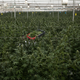 Image for article titled Buy Some Weed…For Your Future